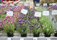 De Lavendula Stoechas serie is uitgebreid met 4 soorten; Deep Pink, Deep Purple, Purple en White.